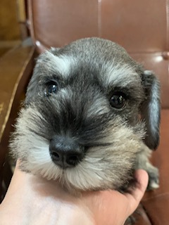 おかげさまで、家族がきまりました 犬の販売 5091