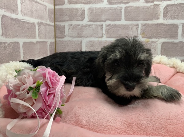 岐阜県よりご家族募集中です 犬の販売 5094