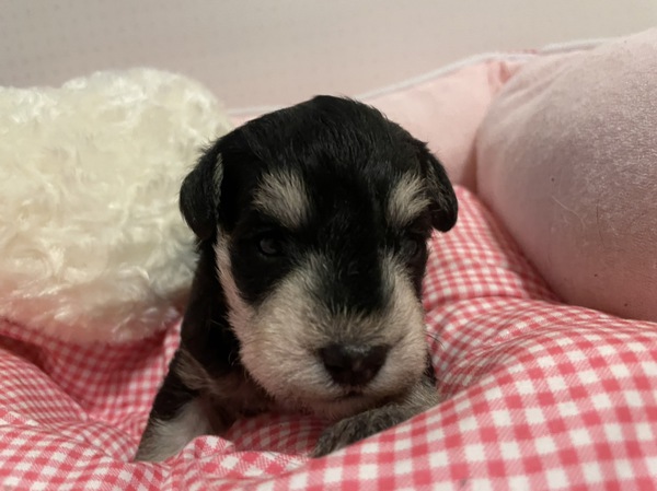 イケメン候補の一人息子です 犬の販売 5101