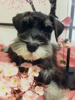 大人しくて、良い子です。 6歳です。 犬の販売 5104