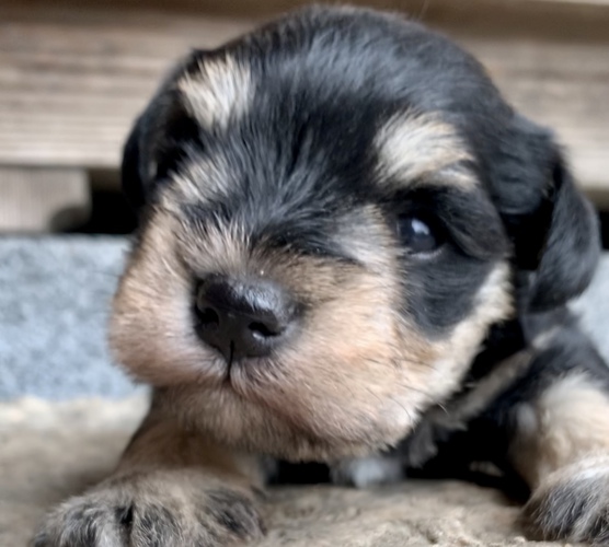 尻尾ありのブラックシルバー男の子 犬の販売 5119