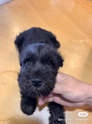 ブラック男の子 犬の販売 5127