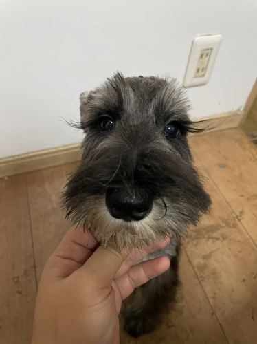 家族が決まってしまいました。 犬の販売 5140