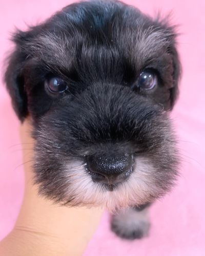 可愛い男の子 犬の販売 5151