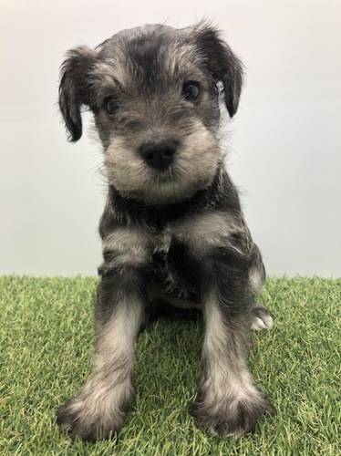 シュナウザー 犬の販売・譲渡 5152 9月24日生まれの4匹兄弟です。