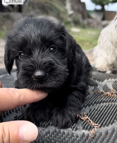 シュナウザー 犬の販売・譲渡 5156 可愛いブラックのシュナウザー^_^