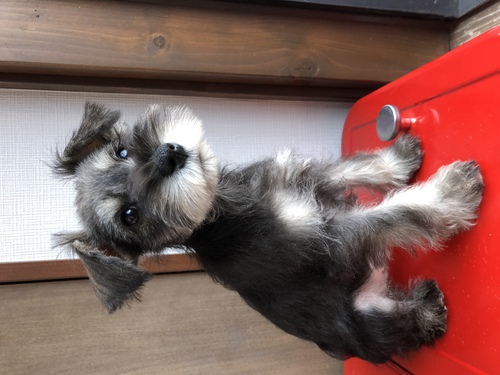 シュナウザー 犬の販売・譲渡 5164 カッコ可愛いシュナ兄弟