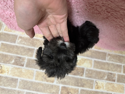 シュナウザー 犬の販売・譲渡 5168 とっても可愛い男の子!
