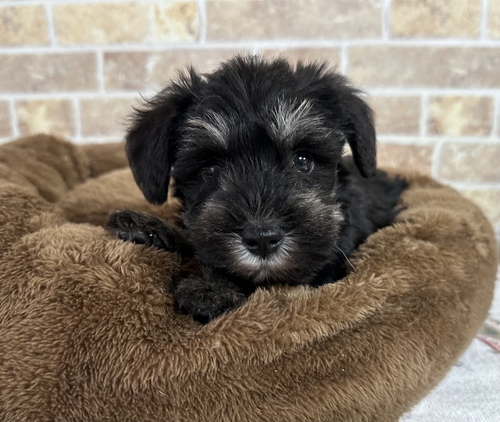 シュナウザー 犬の販売・譲渡 5171 今週面会の方限定価格、甘えん坊の男の子です!