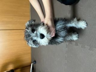 シュナウザー 犬の販売・譲渡 5179 人懐こくて可愛いシュナちゃんたち♪