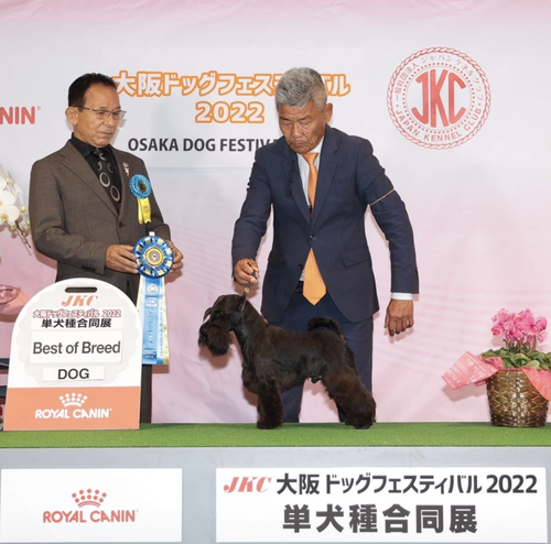 シュナウザー 犬の販売・譲渡 5182 両親共にポーランドからの輸入犬です