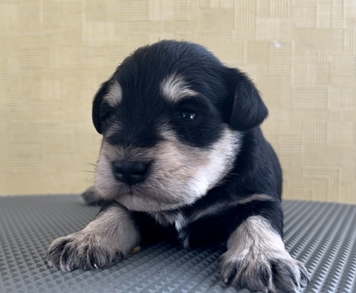 シュナウザー 犬の販売・譲渡 5183 件名なし 子犬販売の情報