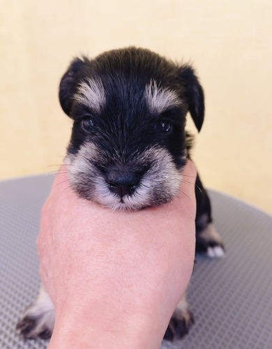 シュナウザー 犬の販売・譲渡 5188 ミニチュアシュナウザー生まれています。
