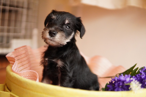 大人しくて優しいシュナくん 犬の販売 5192