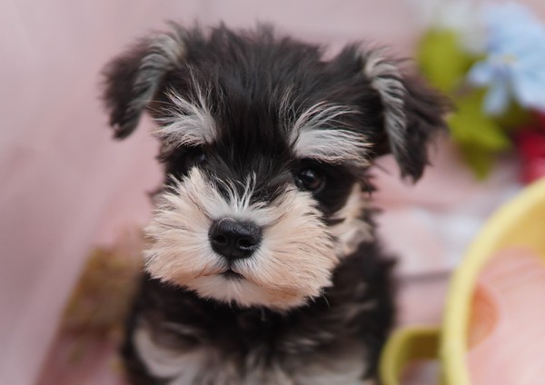 活発で元気な男の子 犬の販売 5197