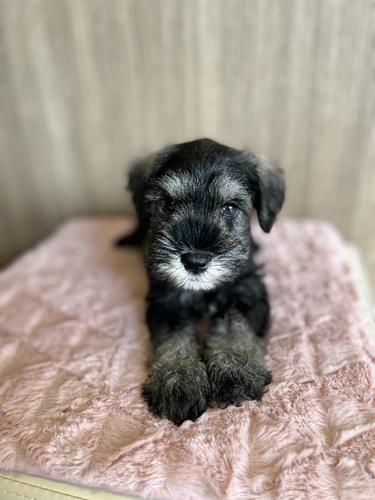 シュナウザー 犬の販売・譲渡 5202 イケメンシュナ!!!