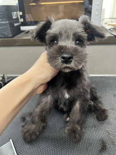 シュナウザー 犬の販売・譲渡 5204 可愛い男の子