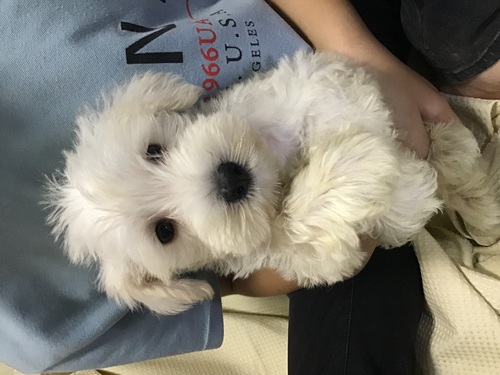 シュナウザー 犬の販売・譲渡 5206 ホワイトの男の子