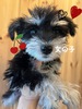 ViEU[ q T 肪Ƃ܂... 5211