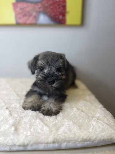シュナウザー 犬の販売・譲渡 5212 楽々分割払い月々3200円から