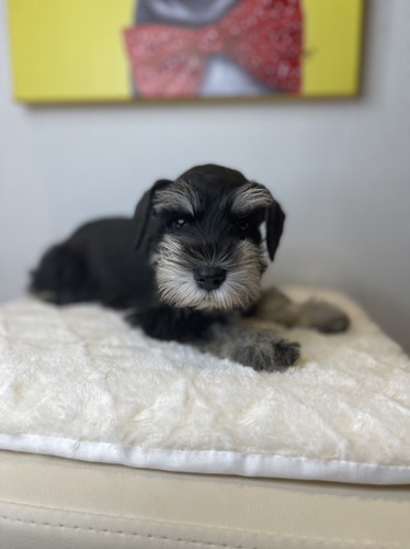 シュナウザー 犬の販売・譲渡 5213 楽々分割払い月々3200円から