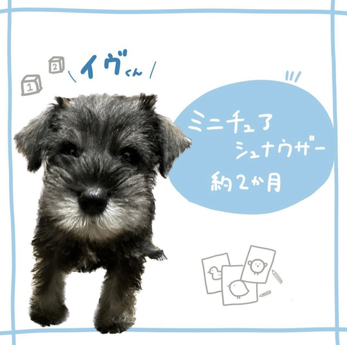 シュナウザー 犬の販売・譲渡 5215 かわいいシュナウザーくん!