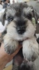 ViEU[ q T j̎q 5217