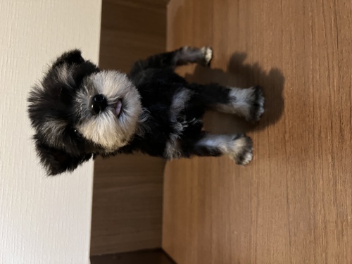 シュナウザー 犬の販売・譲渡 5220 ティーカップシュナウザー