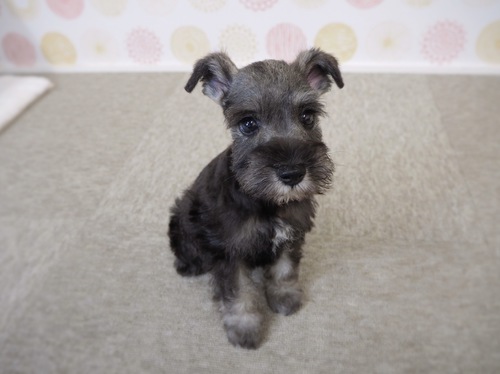 シュナウザー 犬の販売・譲渡 5226 岐阜県よりご家族募集中です