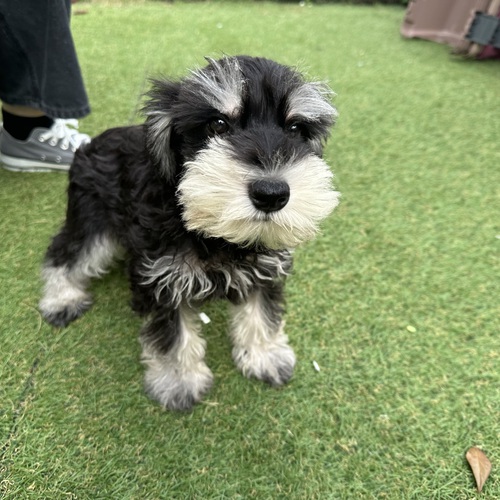 シュナウザー 犬の販売・譲渡 5230 ぬいぐるみのようなシュナウザーくん!