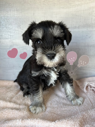 シュナウザー 犬の販売・譲渡 5231 ご家族決まりました(^^)