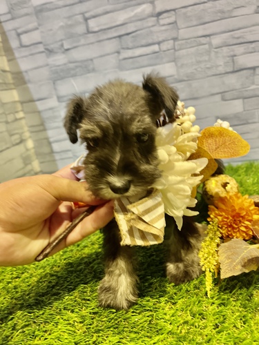 シュナウザー 犬の販売・譲渡 5237 ペットローン月々3300円から