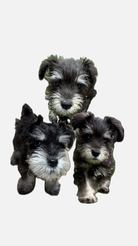 シュナウザー 犬の販売・譲渡 5238 仲良し三兄妹!