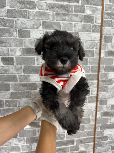 シュナウザー 犬の販売・譲渡 5241 ソルト&ペッパー 赤ちゃん