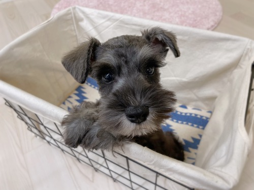 シュナウザー 犬の販売・譲渡 5242 美人さん間違いなし