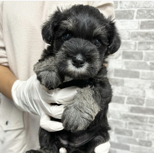 シュナウザー 犬の販売・譲渡 5245 ブラック&シルバー 女の子