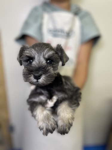 シュナウザー 犬の販売・譲渡 5248 ペットローン月々3300円から