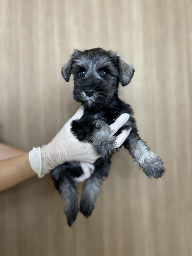 シュナウザー 犬の販売・譲渡 5249 激カワシュナ女の子スペシャルプライス