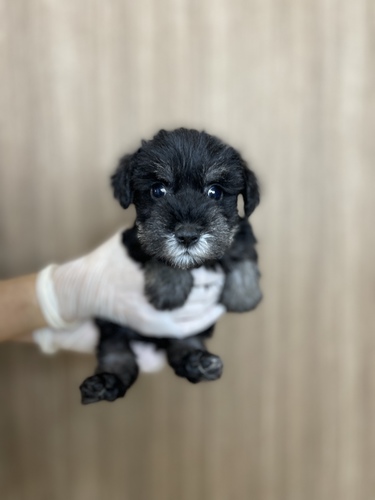 シュナウザー 犬の販売・譲渡 5250 激カワシュナくん