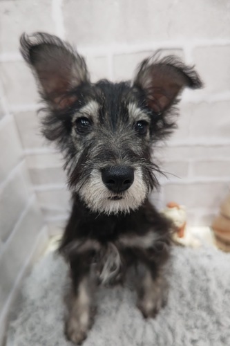 シュナウザー 犬の販売・譲渡 5252 小柄な女の子