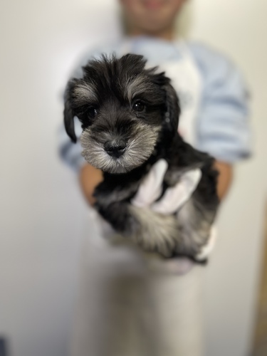 シュナウザー 犬の販売・譲渡 5253 超激カワシュナ
