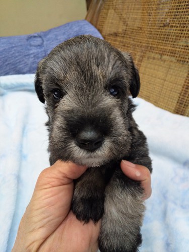 シュナウザー 犬の販売・譲渡 5254 温厚な両親から産まれました