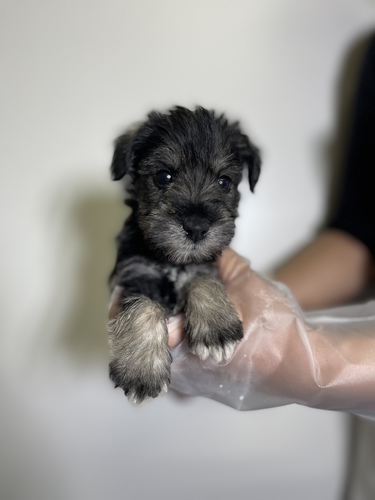 シュナウザー 犬の販売・譲渡 5256 超激カワシュナ