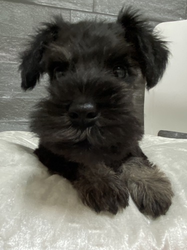 シュナウザー 犬の販売・譲渡 5262 ミニチュアシュナウザー小さいサイズ特価販売中