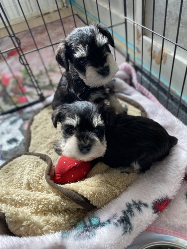 シュナウザー 犬の販売・譲渡 5266 良いご縁に出会えました。