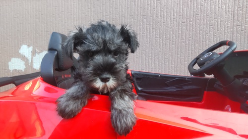 シュナウザー 犬の販売・譲渡 5268 女の子のみたいなシュナ君、込み込み価格