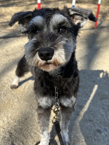 シュナウザー 犬の販売・譲渡 5276 飼い主様決まりました