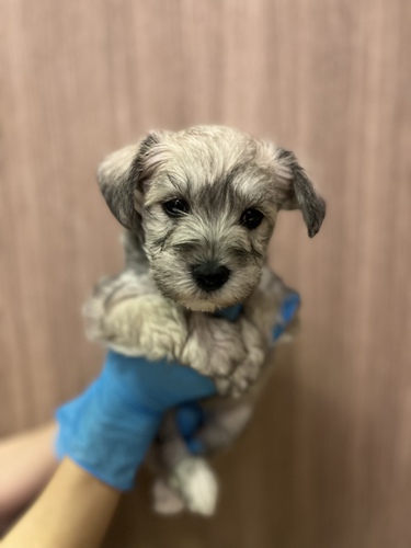 シュナウザー 犬の販売・譲渡 5277 ソルト&ペッパー激カワフェイス