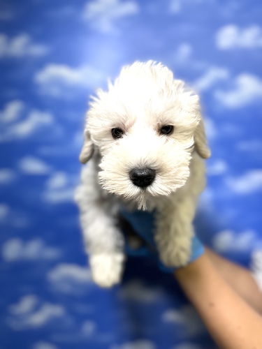 シュナウザー 犬の販売・譲渡 5278 ぬいぐるみフェイス
