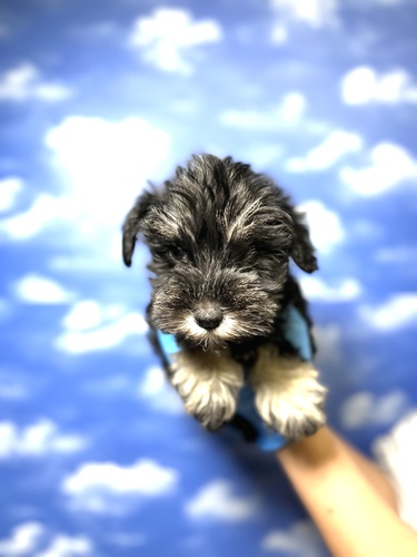 シュナウザー 犬の販売・譲渡 5279 超激カワシュナ
